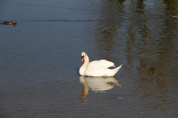 Seeuferreinigung_2019-03-30_023-IMG_1679.jpg